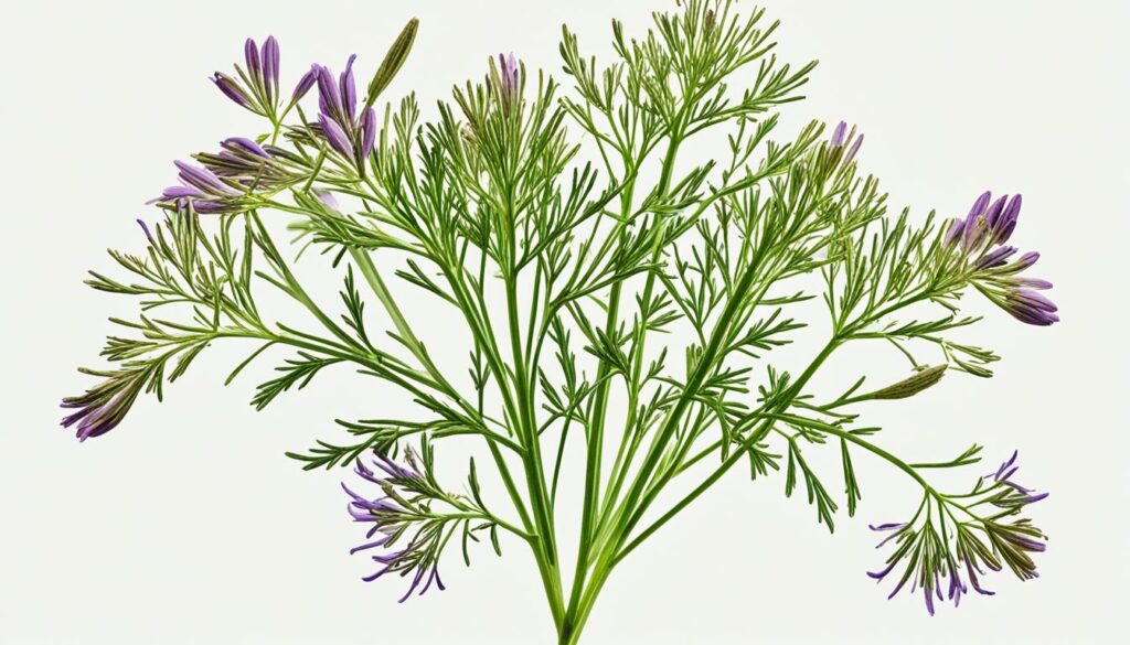 Phytochemische Eigenschaften von Kümmelöl